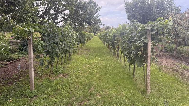 Řady vinné révy ve vinohradu za domem